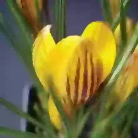 Chrys. Fuscotinctus